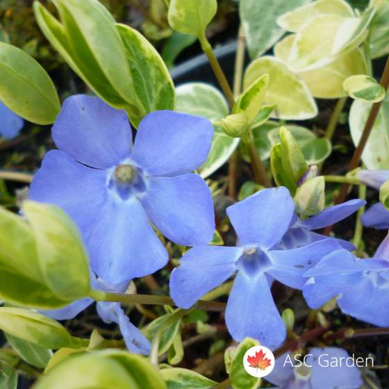 Gazdinstvo Radovanovic