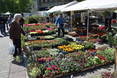 САЈАМ ЦВЕЋА И МЕДА