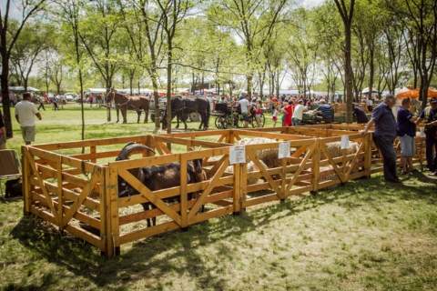 ФЕСТИВАЛ СТРИЖЕЊЕ ОВАЦА И КУВАЊА ОВЧИЈЕГ ПЕРКЕЛТА