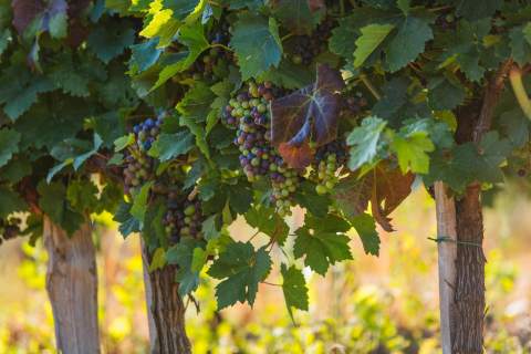 "ПУДАРСКИ ДАНИ"