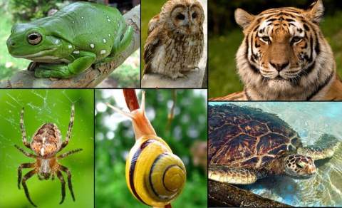 ОБЕЛЕЖАВАЊЕ СВЕТСКОГ ДАНА ЗАШТИТЕ ДИВЉИХ ЖИВОТИЊА