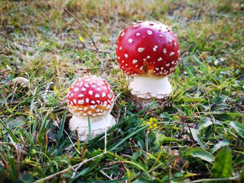 „ДАНИ БИЉА И ГЉИВА“