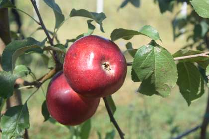 Jabuka iz organske proizvodnje - crvene sorte