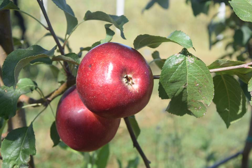 Jabuka iz organske proizvodnje - crvene sorte