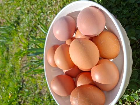 Domaća jaja